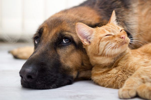 Die Mensch-Tier-Beziehung wird im Rahmen des animalicumanalysiert.Shutterstock (1)
