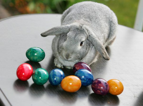 Eier gehören zum Osterfest wie der Hase. Neue/Archiv