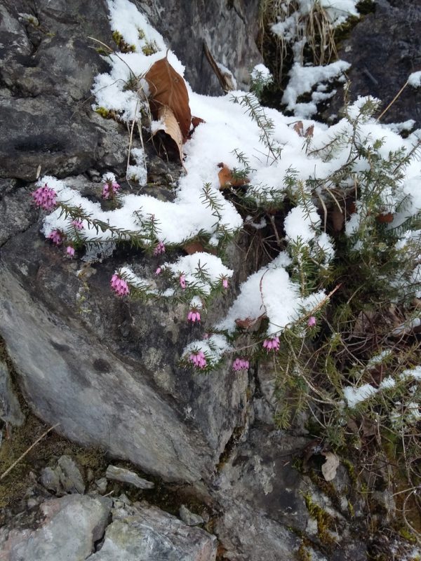 Ein uralter Hohlweg im Ludescher Dorfwald beflügelt die Fantasie. Hertha Glück (2)