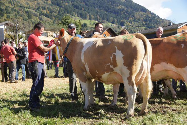 Fleckvieh ist eine sogenannte Zweinutzungsrasse, die sowohl für Milch- als auch Fleischleistung herangezogen wird. Vorarlberg Rind