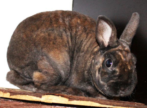 Kaninchen Rexi sucht ein Heim.