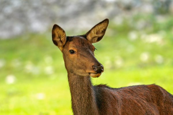 Kleiner werdende Lebensräume für Reh- und Rotwild führen zu Konflikten. Jägerschaft/ Dönz-Breuß