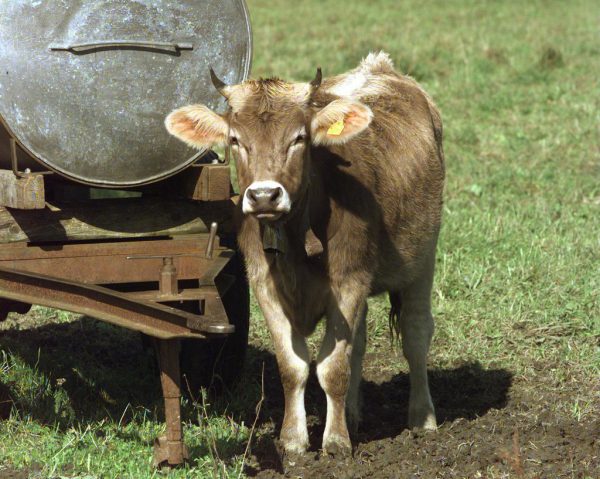 LK-Präsident Josef Moosbrugger sieht durch die Mercosur-Verhandlungen einen Nachteil für die heimische Landwirtschaft. Hartinger/Archiv