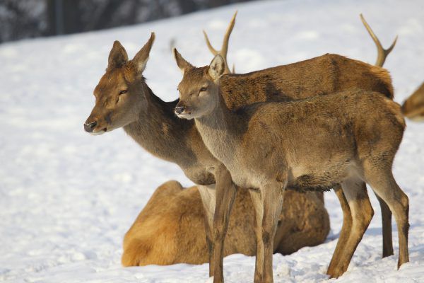 Mit neuen Methoden soll der Wildbestand erhoben werden. Symbolbild/Bernd Hofmeister