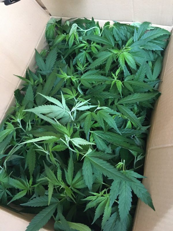 1200 Cannabispflanzen wurden sichergestellt. Grenzwachtkorps