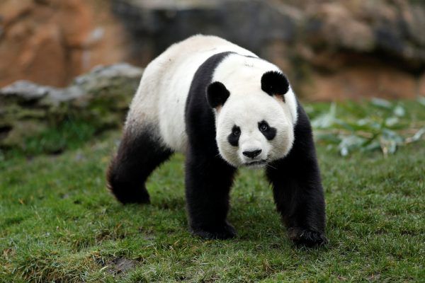 Ein männlicher Panda, wie dieser in einem franzöischen Zoo, wäre auch hierzulande gefragt  Reuters