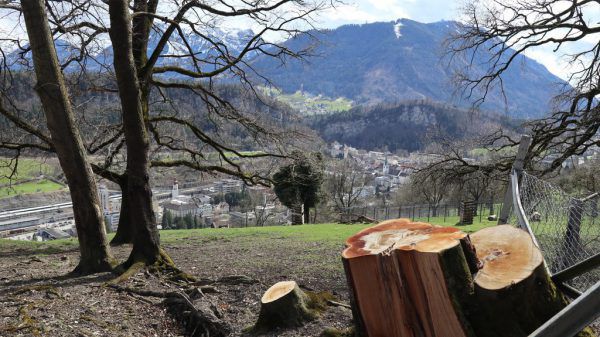 Ganze Arbeit hatten Stürme im Dezember und im Jänner geleistet. Viele Bäume waren umgestürzt und hatten die Anlagen beschädigt.