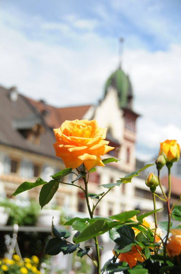 Mahlerhof und Rosen Waibel bereichern die Veranstaltung mit Gemüse- und Jungpflanzen sowie prächtigen Topfrosen. Stadt Dornbirn