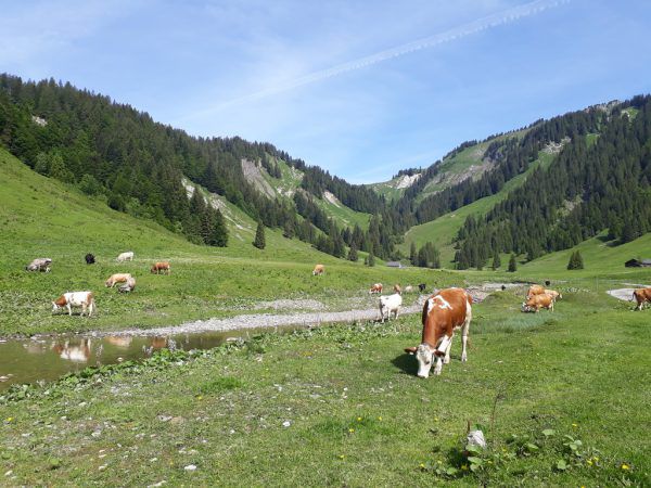 Idyllisches Eckchen – die Garnitzaalpe.Hertha Glück (2)