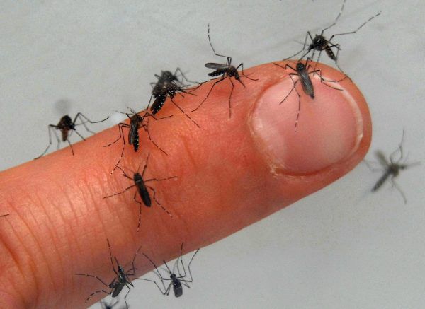 Auch die Mückenpopulation leidet unter den ausbleibenden Niederschlägen.