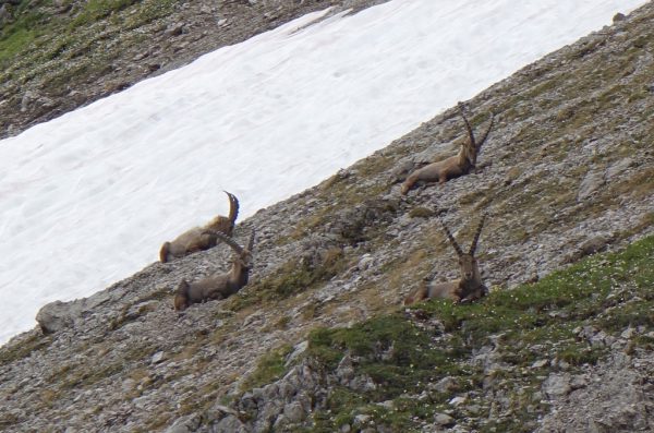 Blick von der Rauekopfscharte ins Lechtal. Kleines Foto: Steinböcke unter der Rüfispitze. Hertha Glück (3)