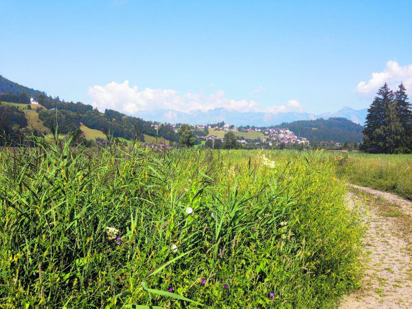 Die Streuwiesen im Frastanzer Ried werden derzeit von der Goldrute befreit. Bergauer