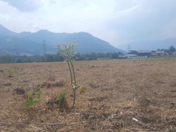 Die Trockenheit macht Landwirten Sorge.  LK Vorarlberg