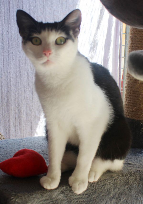 Imelda wurde in Feldkirch gefunden (o.).Xenia ist etwas schüchtern. Mehrere Ratten suchen ein Heim (l.). Tierschutzheim (4)