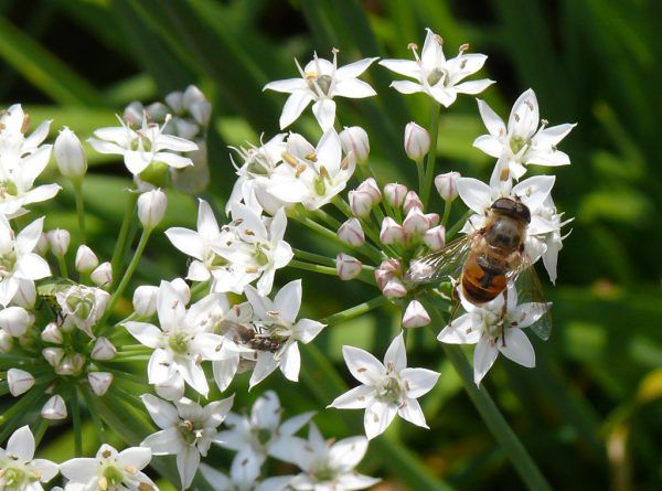 Larven von Marien­käfern (l.) und Schwebfliegen (r.) sind Feinde der Blattläuse (unten).