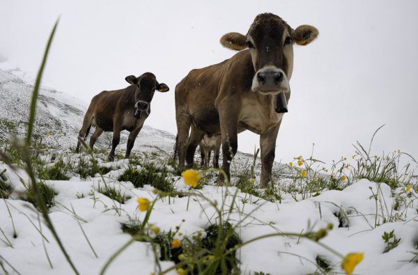 Der Winter hält kurzzeitig Einzug.  Dietmar Stiplovsek/ apa/Symbolbild