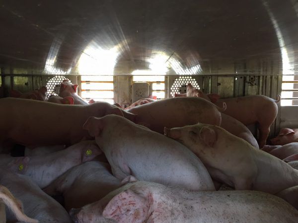 Tiertransporte stehen in der Kritik. NEUE