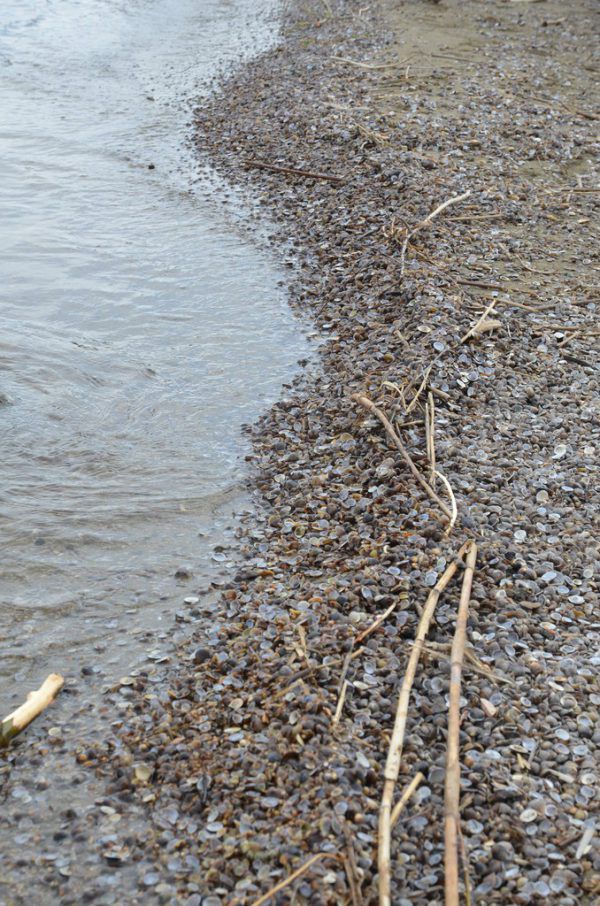 Muscheln im Rheindelta. Kultur perspektiven 2024
