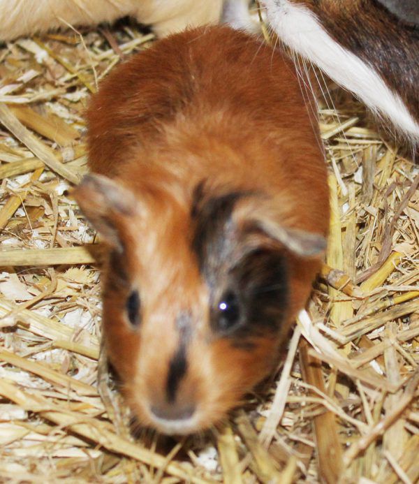 Während Patrick und Samantha (l. u. r.) gerne zu zweit sind, ist Katze Sina (oben) lieber ohne Artgenossen unterwegs. Tierschutzheim (3)