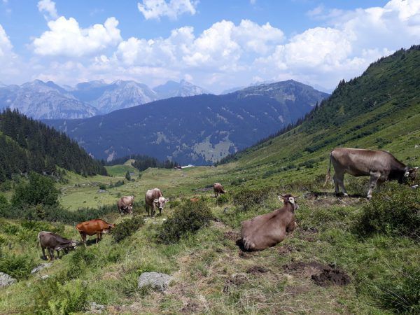 Weiden der Innerkapellalpe unter Surblies.  Hertha Glück
