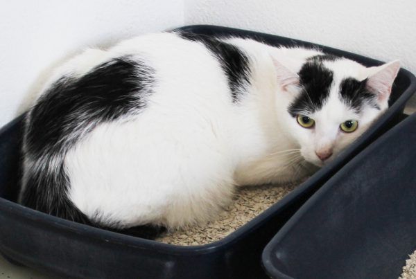 Beggy ist sehr menschenfreundlich (o.).Die liebe Molly genießt ihre Ruhe (l.). Tierschutzheim (3)