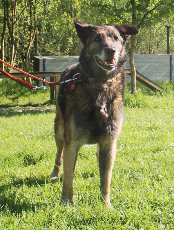 Bei Figo ist Hundeerfahrung nötig (o.).Speedy und Punkti sind unzertrennlich (l.). Tierschutzheim (4)