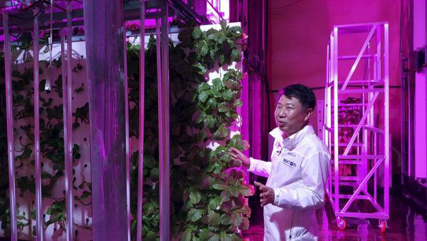 Choi Jae Bin ist der Chef der Betreiberfirma der Indoor-Plantage im Tunnel. AP (3)