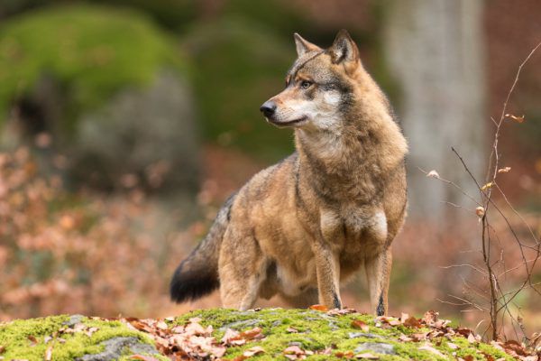 Einzelne Wölfe ziehen auf der Suche nach einem Revier oder einem Partner auch durch Vorarlberg. Shutterstock/Symbolbild