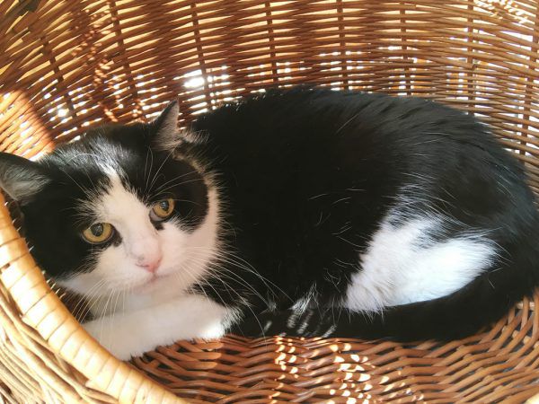 Munk und Melinda möchten zusammen bleiben (o.).Blackyle ist ein ruhiger Kater (l.). Tierschutzheim (3)