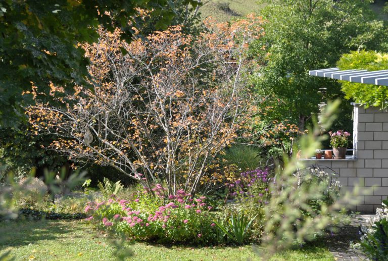 Eine Felsenbirne im Herbst.NEUE, LWK