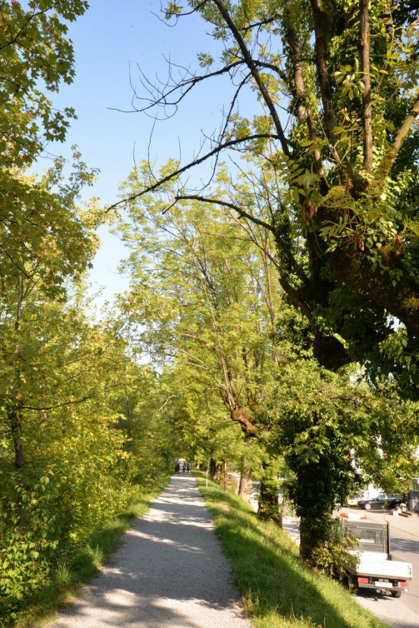 Zahlreiche Eschen sind von der Krankheit befallen. Stadt Dornbirn