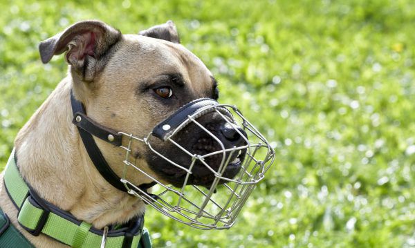 Eine einheitliche Regelung in Sachen Hundehaltung wird gefordert. APA
