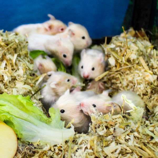 Die Hamster sind ver-spielt (o.).Sultana ist menschen-bezogen. Kater Gismo ist noch jung (l.). Tierschutzheim (4)