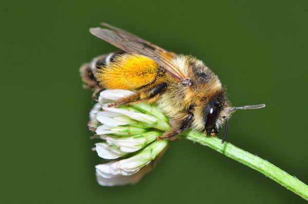 Durch Blühflächen soll ein Mehrwert für Mensch und Natur entstehen.  NEUE Archiv