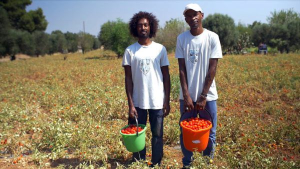 Einblick in Tomatenmarkfabriken: „Rotes Gold“. Javafilms