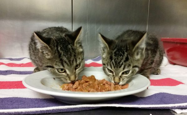 Hungrige Ausreißer. Tierheim Lindau