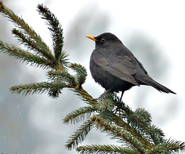 Die Amsel hat vielerorts mit dem Usutu-Virus zu kämpfen.Eva Pilz