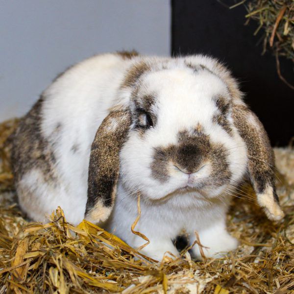 Alvin benötigt Erziehung (o.).Kater Dr. Gysi sucht ein Heim. Die Chinchillas möchten zusammenbleiben (l.). Tierschutzheim (4)