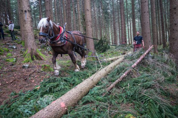 Am Steilhang wird mit der Winde gearbeitet, wo es geht, mit dem Ross. Beides ist ökologisch schonend.  Klaus Hartinger (8)