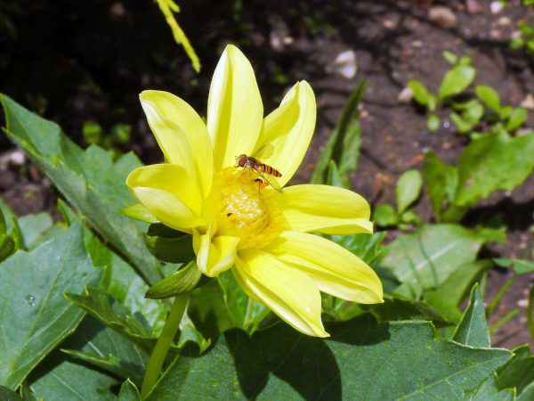 Die Schädlingsbekämpfung im Garten unterscheidet sich von der im Glashaus. Wanger