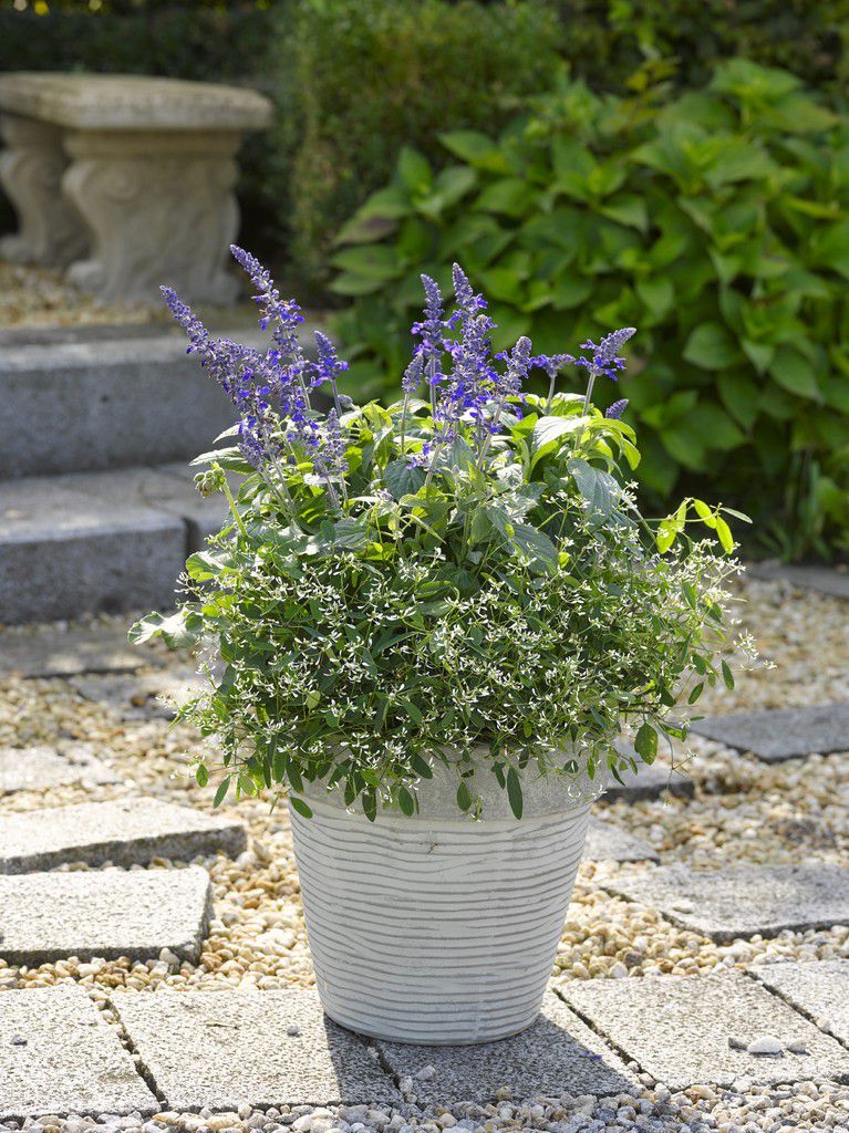 Die Freude auf das Leben im Garten - NEUE Vorarlberger Tageszeitung