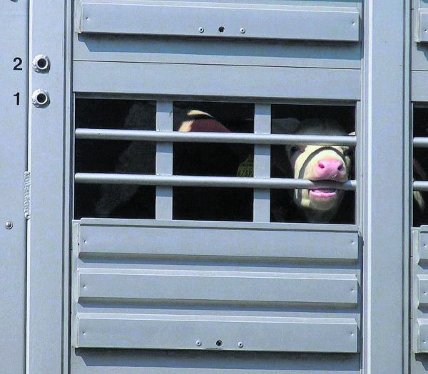In Sachen Tiertransporte nehmen die Freiheitlichen Landesrat Christian Gantner in die Pflicht. VGT, Jaeneke