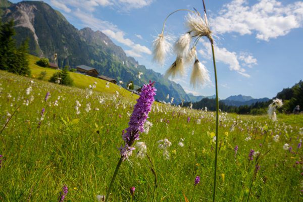 Ob Wiesen, Weiden oder Gärten – hierzulande wird zu viel gemäht. Archiv/Klaus Hartinger
