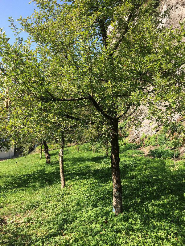 Rare Apfelsorten gibt es im Garten zu entdecken. Rankweil