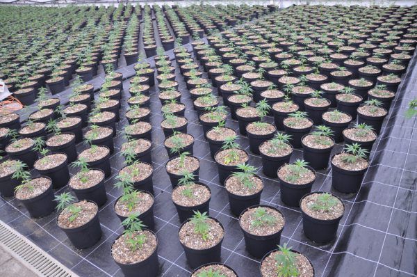 Cannabidiol wird aus den Blütenständen extrahiert und verarbeitet. Landwirtschaftskammer