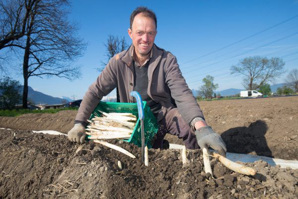 Der Dornbirner Obst- und Spargelbauer Martin Winder auf seinem Feld hinter dem Dornbirner Messegelände: „Jeden zweiten Tag wird geerntet.“ Hartinger