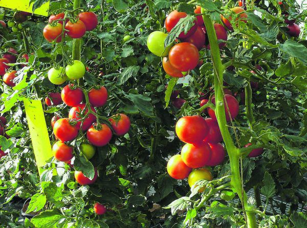 Pflanzung von Vesper­gurke und Frucht­ansatz von Finger­gürkle (links).HÖRBURGER (1), Hartinger (1)