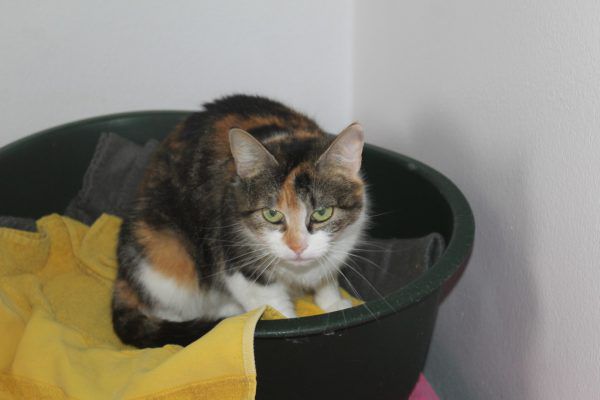 Bärbel liebt Streicheleinheiten (o.).Bei Rico und Kira ist Hundeerfahrung nötig (l.). Tierschutzheim (4)