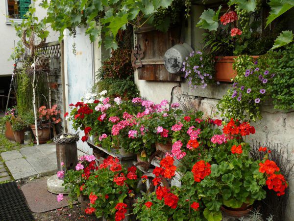 Der Nutzgarten darf ruhig etwas wilder aussehen.