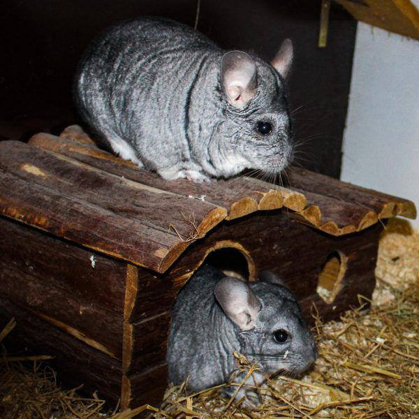 Elu sucht ein neues Heim (o.).Die Chinchillas sind sehr zahm. Eros möchte zu freundlichen Leuten (l.). Tierschutzheim (4)